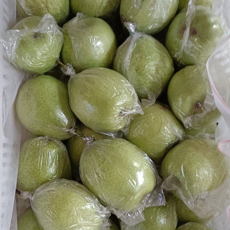 河北泊头鸭梨已上市果型正，果面干净，货源充足。