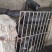 乡里土猪