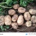 沙漠土豆v7个头大没有任何毛病