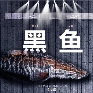黑鱼乌鱼生鱼珠三角专业养殖基地全年**全国1~6斤统货