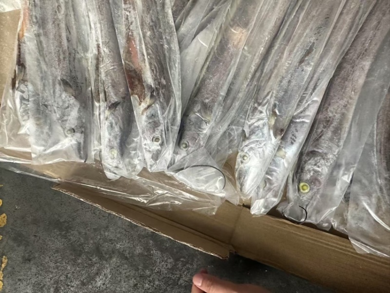 带鱼500/700条冻带鱼网带鱼B带当天