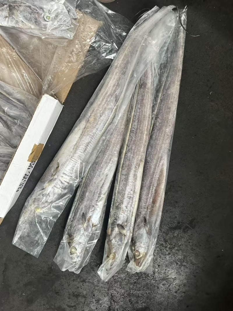 带鱼500/700条冻带鱼网带鱼B带当天