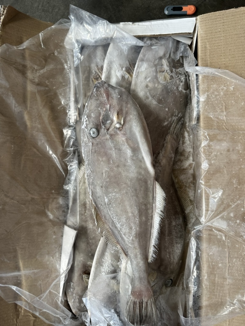 1500/2000马面鱼白皮耗儿鱼剥皮鱼