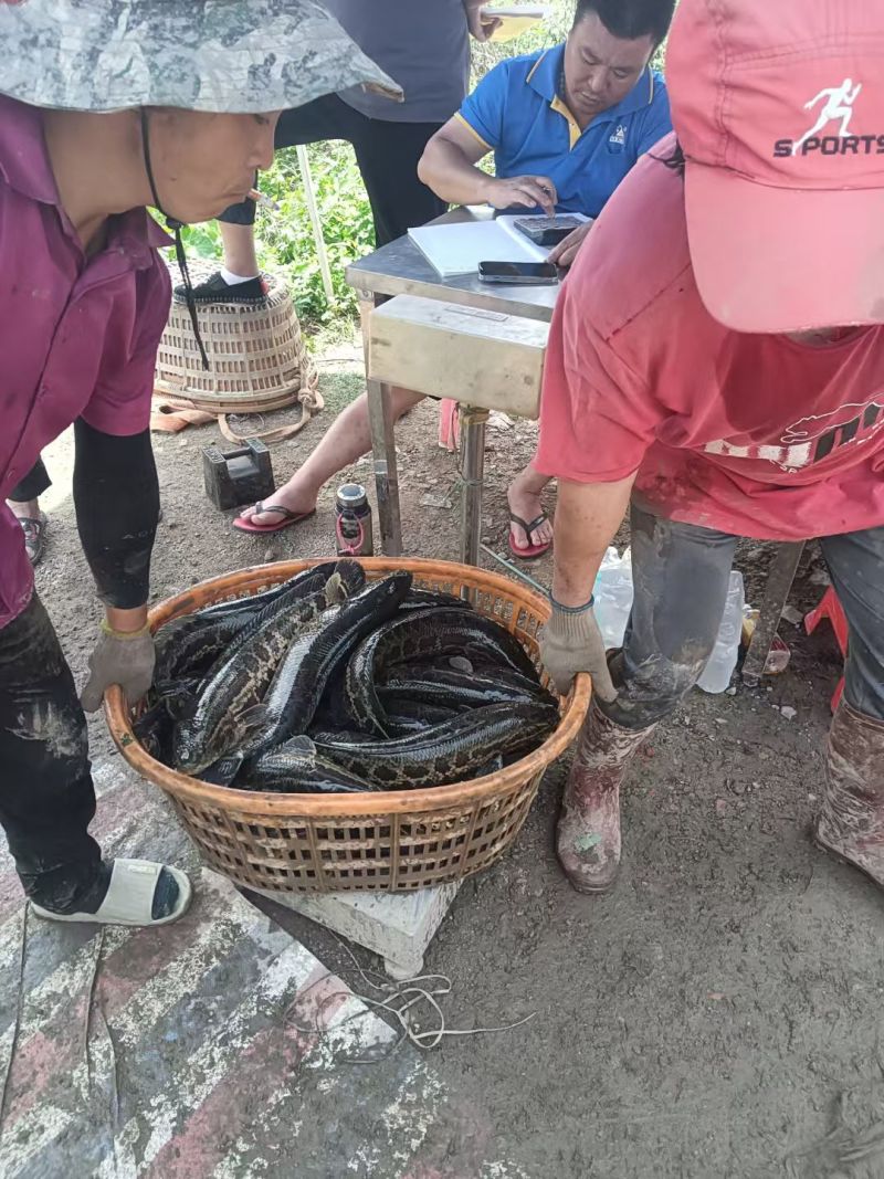 黑鱼乌鱼生鱼珠三角专业养殖基地全年**全国1~6斤统货