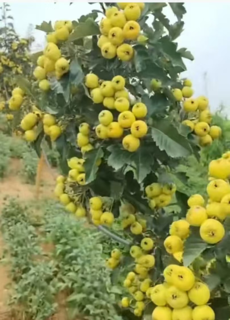 各种品种山楂