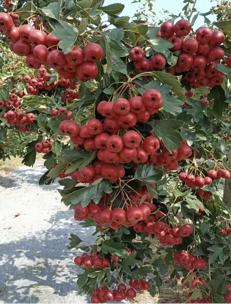 各种品种山楂
