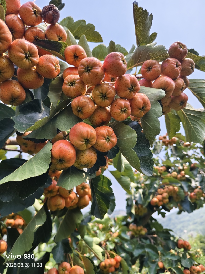 各种品种山楂
