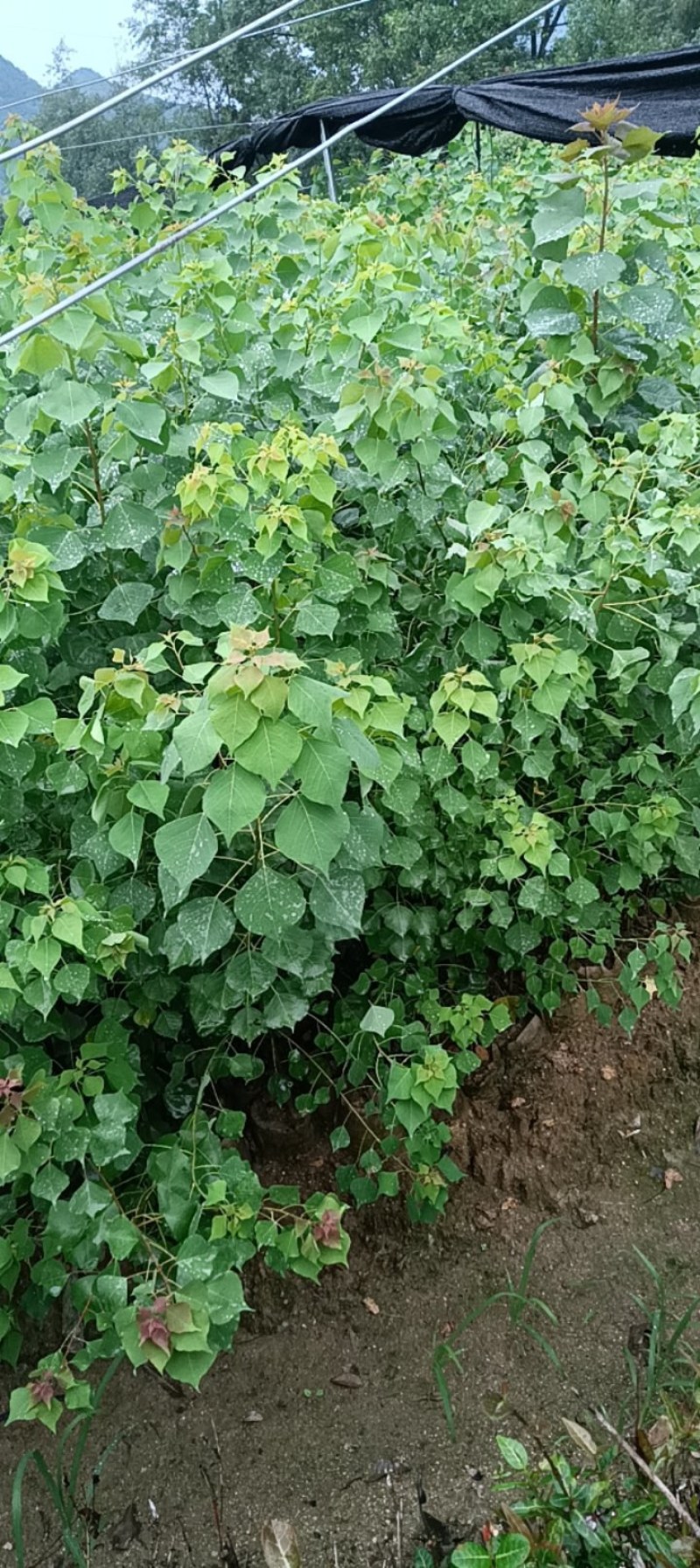江西乌桕杯苗品质保证常年供应优质好苗对接全国