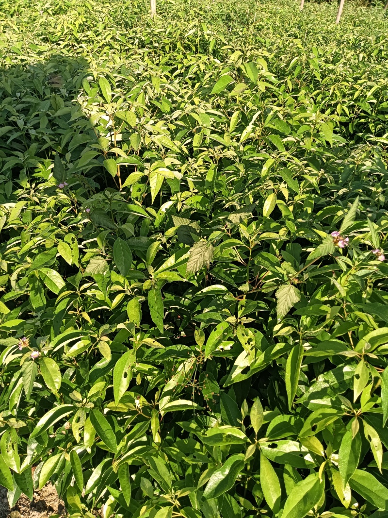 青冈栎杯苗赤皮青冈苗万亩基地高品质价格实惠