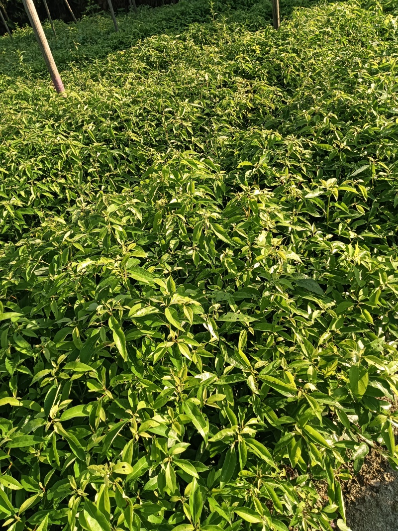 青冈栎杯苗赤皮青冈苗万亩基地高品质价格实惠