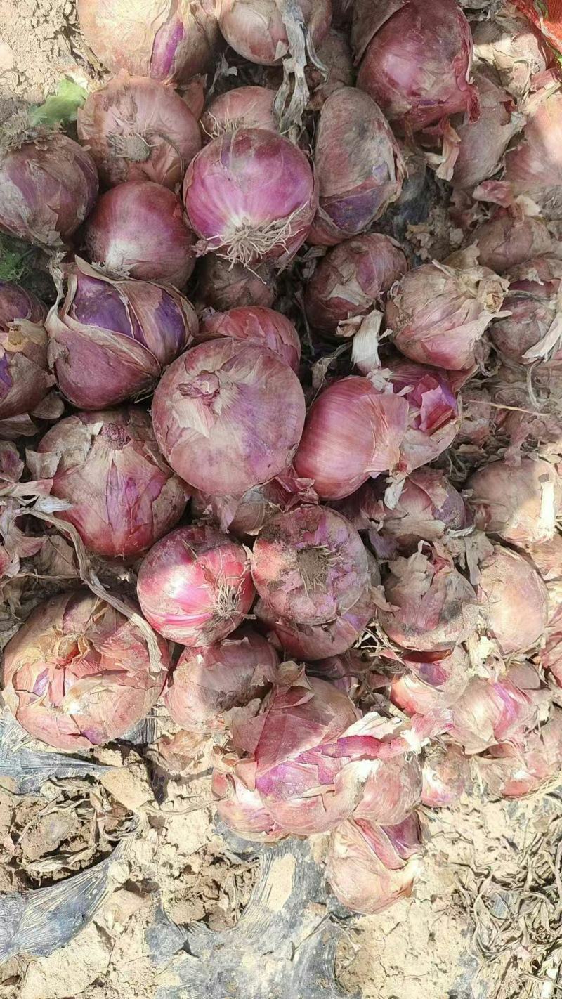甘肃秦红宝产地直发品质保证量大从优价格便宜欢迎联系