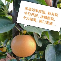 秋月梨