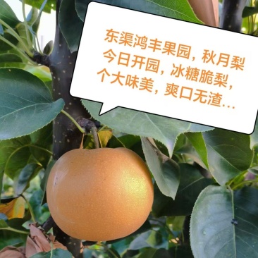 秋月梨
