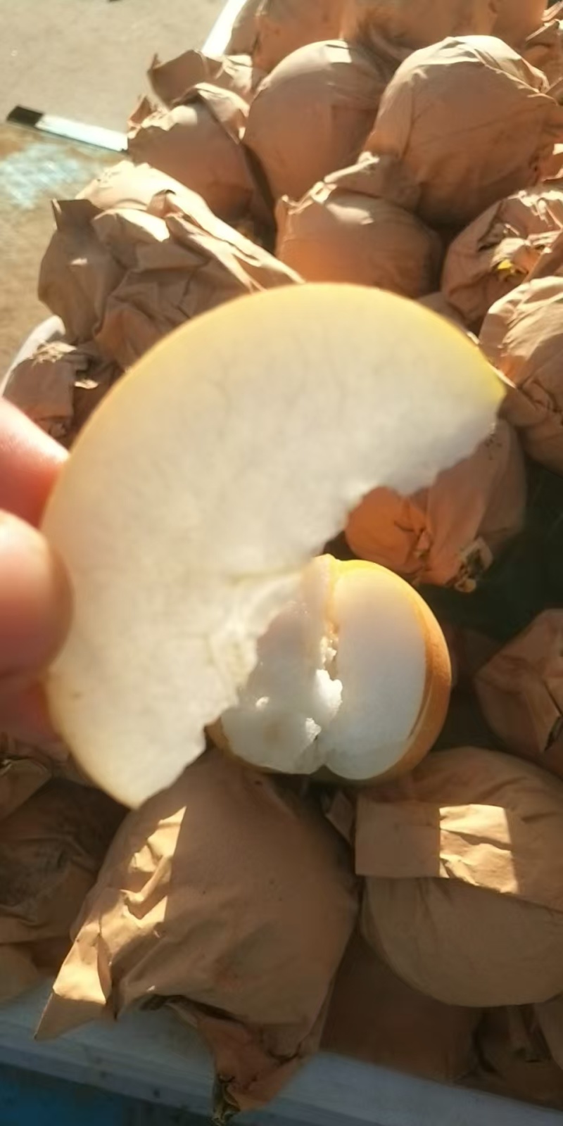 秋月梨