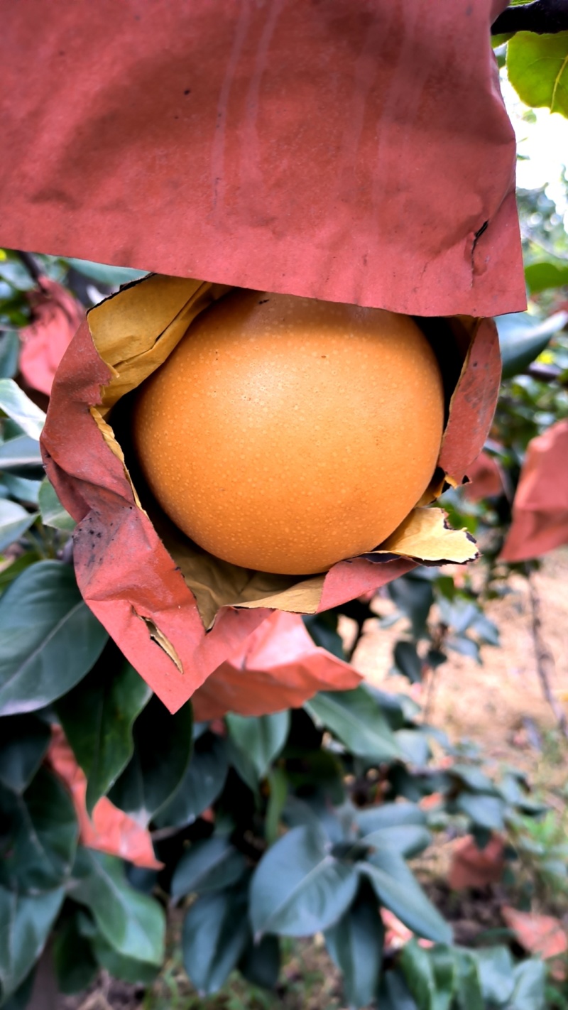 秋月梨