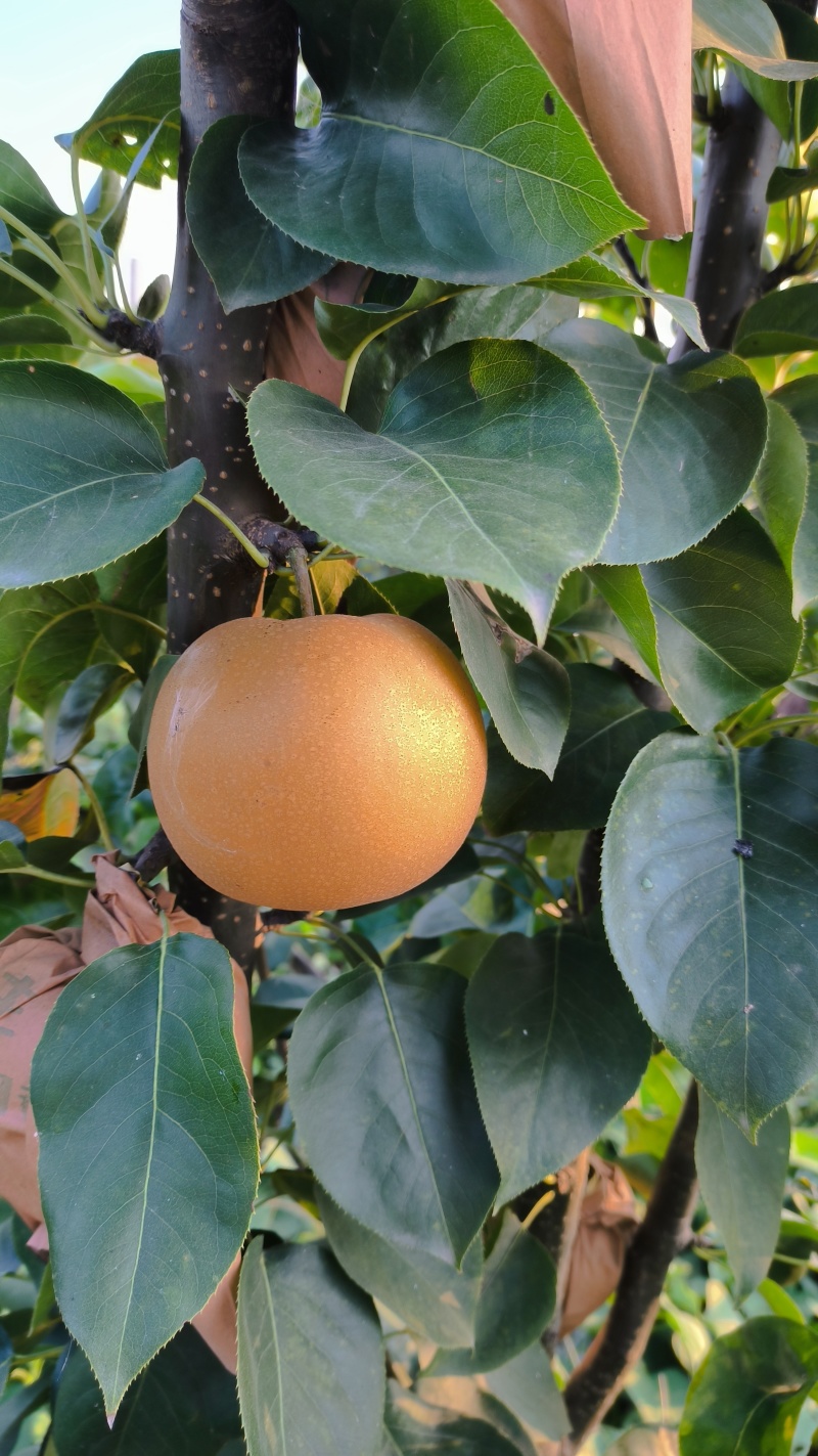 秋月梨