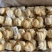 千手螺佛手螺狮子螺纯螺肉广东一斤一百多