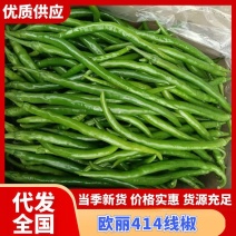 鲜辣椒欧丽414河南省驻马店产地直销货源充足对接全国