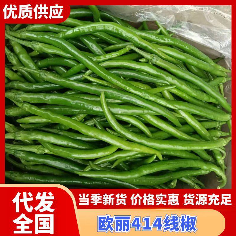 鲜辣椒欧丽414河南省驻马店产地直销货源充足对接全国