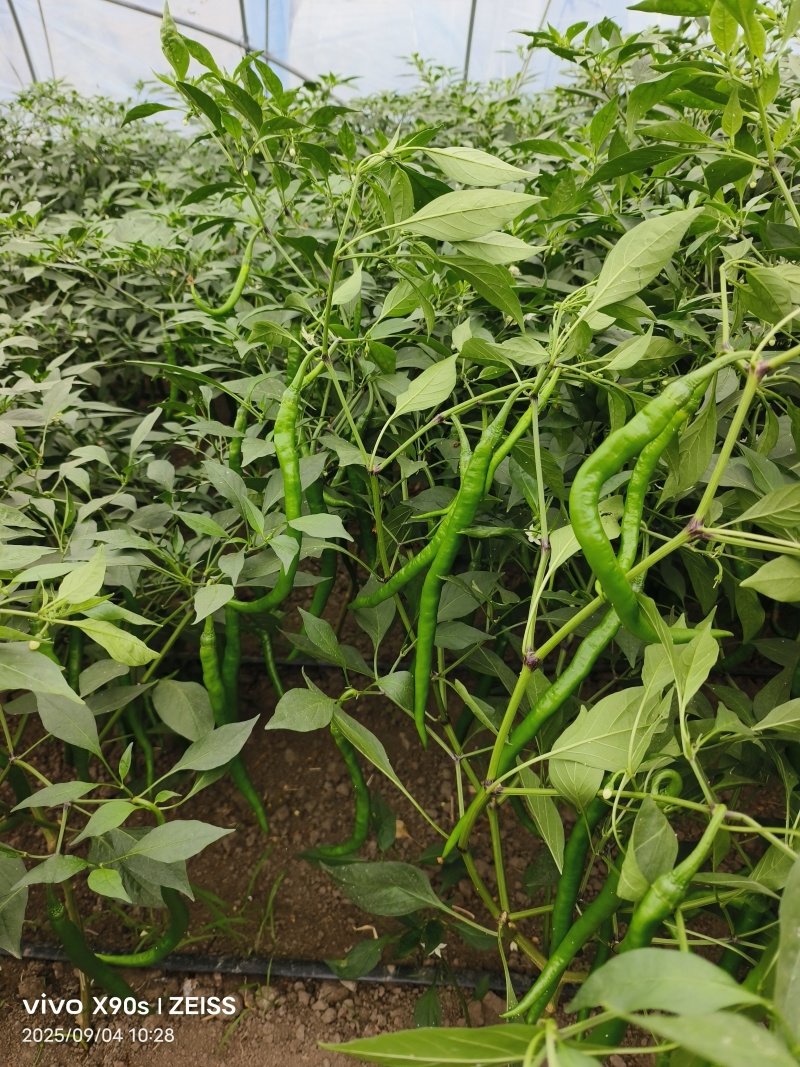 鲜辣椒欧丽414河南省驻马店产地直销货源充足对接全国