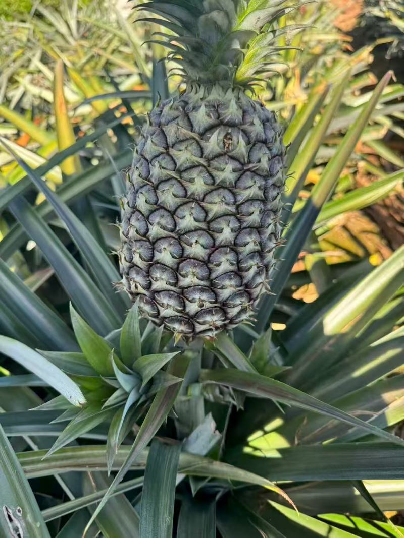 凤梨
