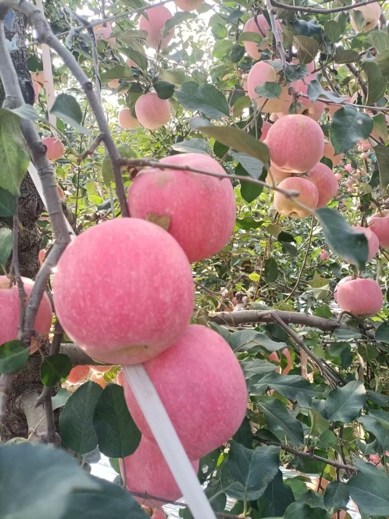 山东红星苹果大量上市，价格便宜，保质保量，一手货源