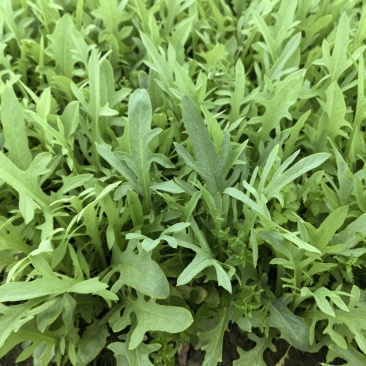 广西麦菜苗大量上市/量大价优/可视频看货/欢迎订购。