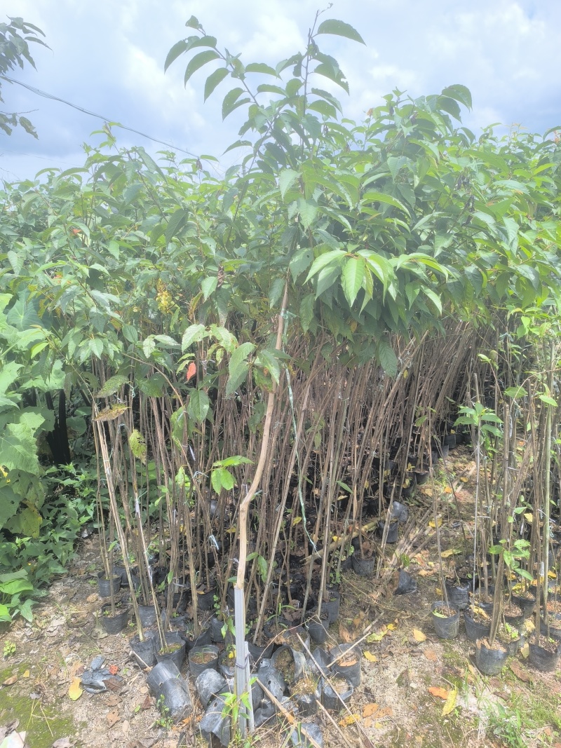 福建山樱花大陆阿里山樱花树袋苗地苗室内外花卉绿植