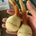 陆良茨菇，慈姑