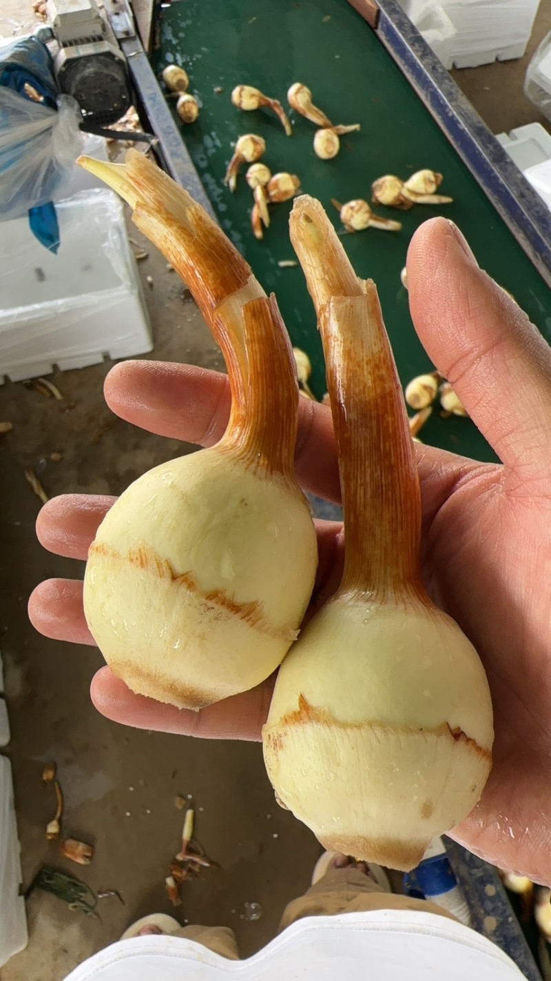 陆良茨菇，慈姑