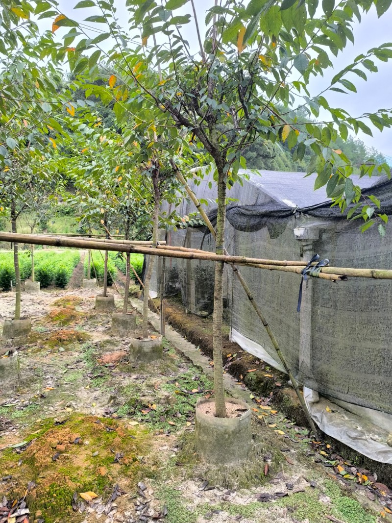 福建山樱花大陆阿里山樱花树袋苗地苗室内外花卉绿植