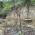 福建山樱花大陆阿里山樱花树袋苗地苗室内外花卉绿植