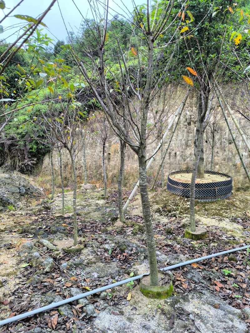 福建山樱花大陆阿里山樱花树袋苗地苗室内外花卉绿植