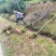 福建山樱花大陆阿里山樱花树袋苗地苗室内外花卉绿植
