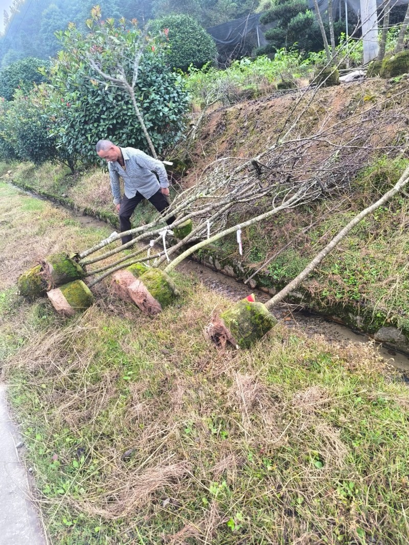 福建山樱花大陆阿里山樱花树袋苗地苗室内外花卉绿植