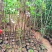福建山樱花大陆阿里山樱花树袋苗地苗室内外花卉绿植
