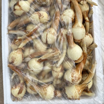 云南茨菇，慈姑，白肉茨菇