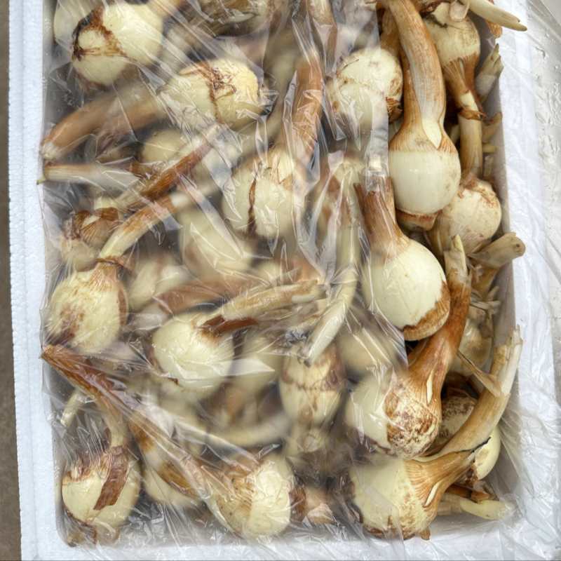 云南茨菇，慈姑，白肉茨菇