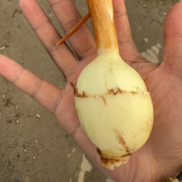 茨菇，慈姑，精品茨菇