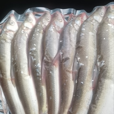 大量野生镜泊湖红鱼，鲜鱼，鱼干