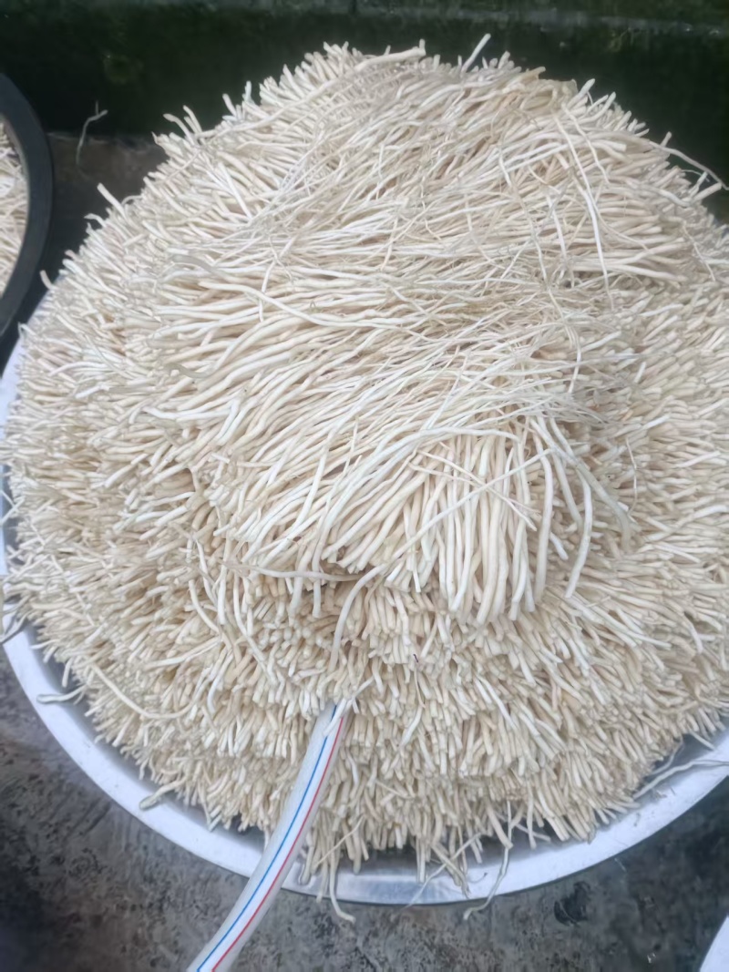 苤菜根,学名宽叶韭或大叶韭，云南特有。