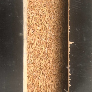 商品黄粉虫