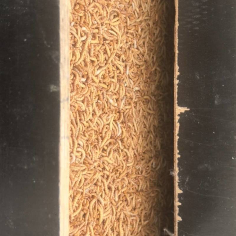 商品黄粉虫