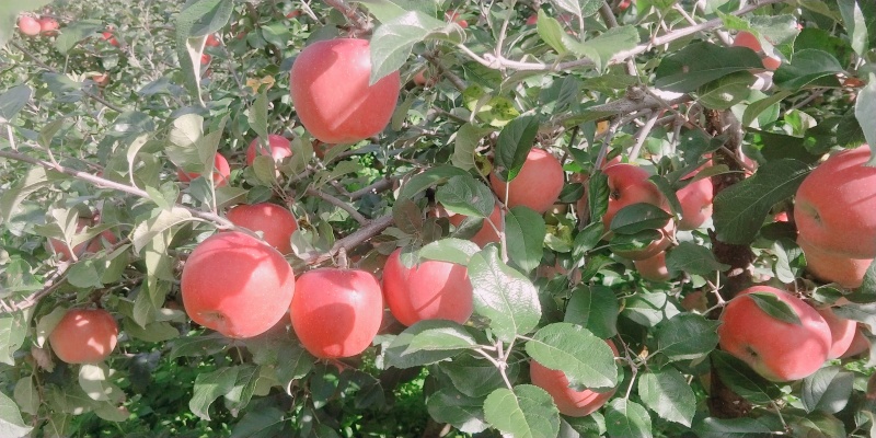 苹果
