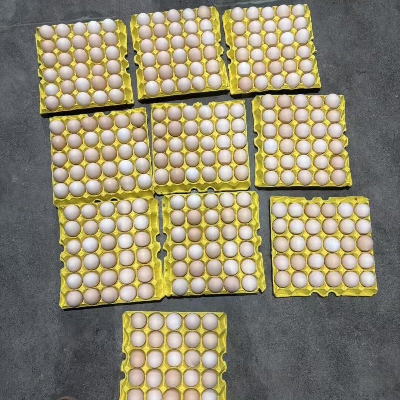 精品鸡蛋