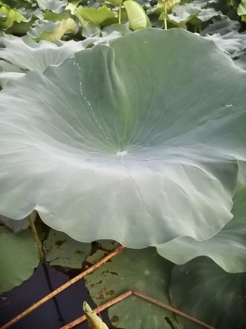 荷叶