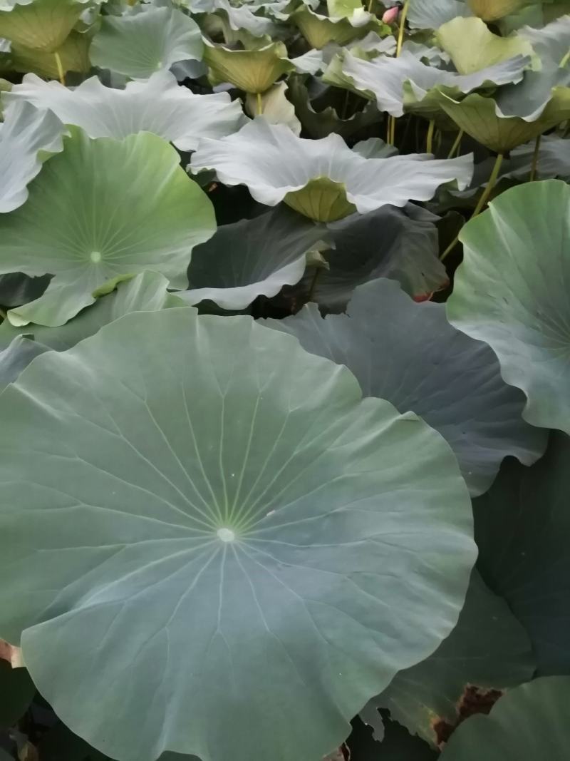 荷叶
