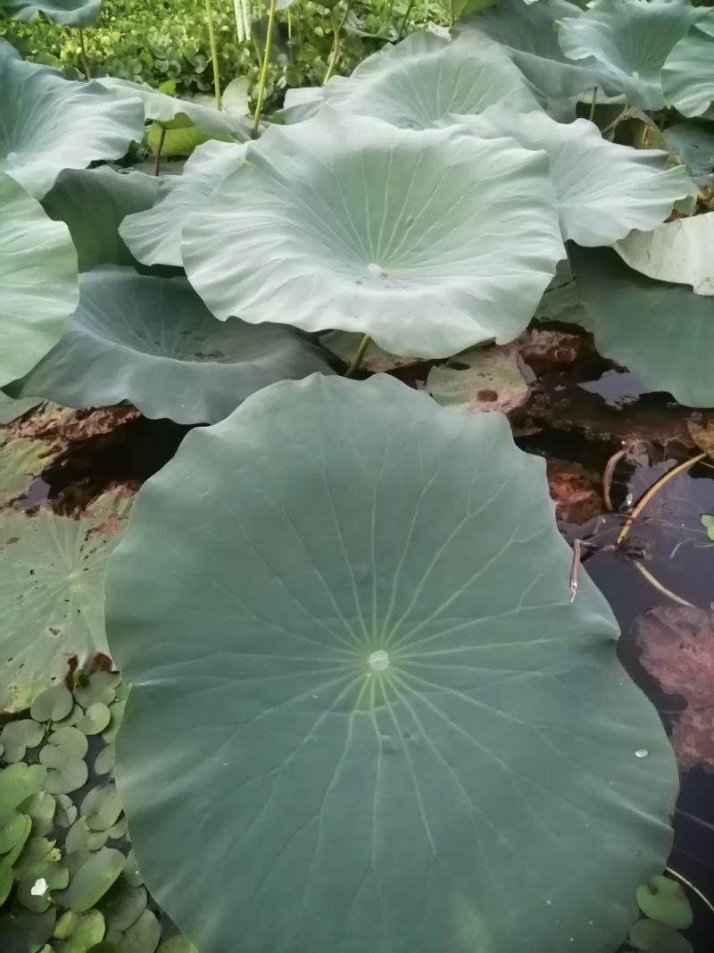荷叶