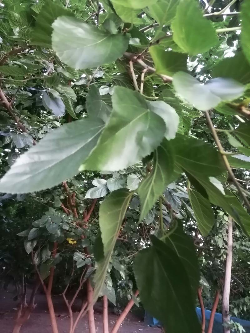 桑叶