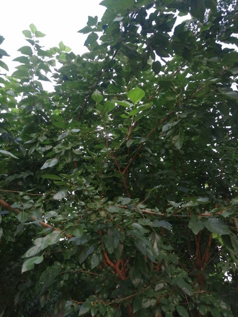 桑叶